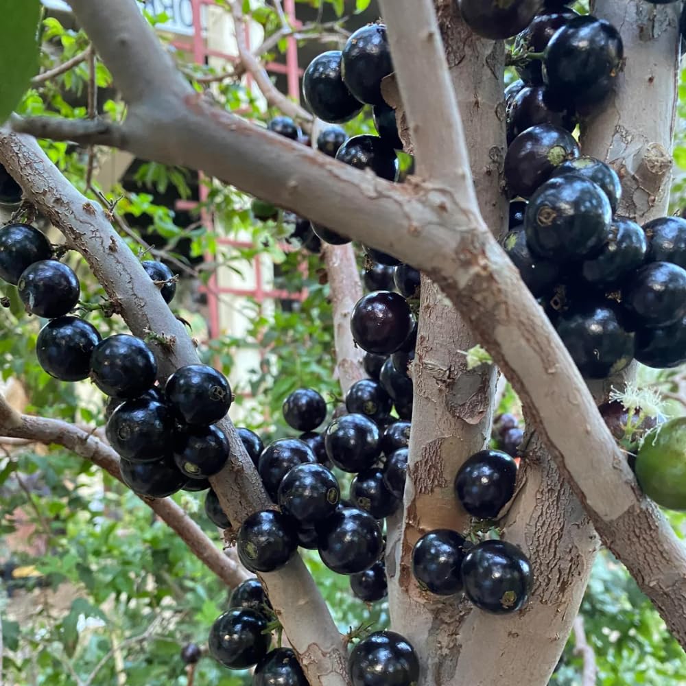 Black Jaboticaba Sabara Live Plant, Jabuticaba Tree in 3 Gallon Container, 2 to 3 Feet Height, Tropical Fruit Plant for Home Garden, No Ship to CA