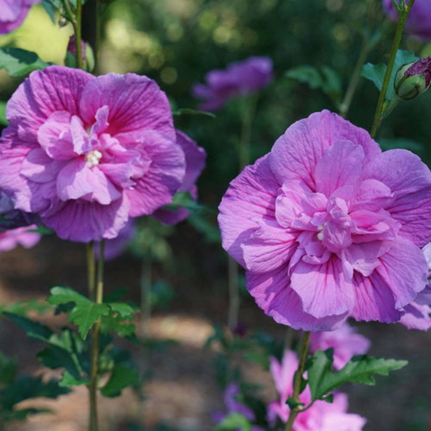 Proven Winners Dark Lavender Chiffon Rose of Sharon (Hibiscus syriacus) Live Plant, 4.5" Qt, 4 Pack