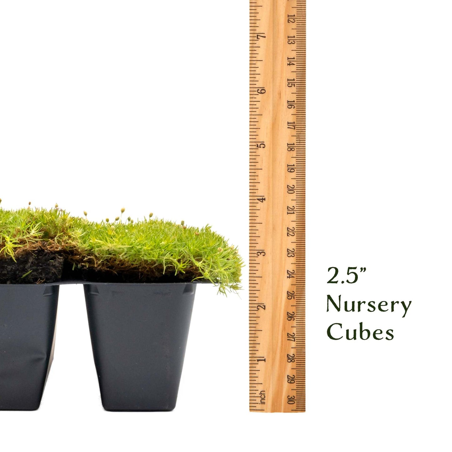 3 Scottish Moss – Soft Golden Evergreen Groundcover for Rock Gardens, Pathways & Containers (Sagina subulata ‘Aurea’) in 2.5″ Cubes, Live Plants