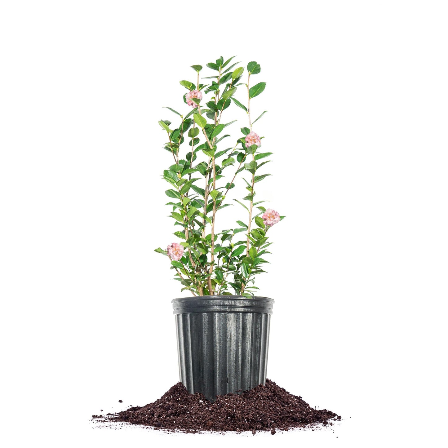 Perfect Plants High Fragrance Camellia 1 Gallon | Evergreen Blooming Shrub | Fragrant Pink Blooms for Early Spring