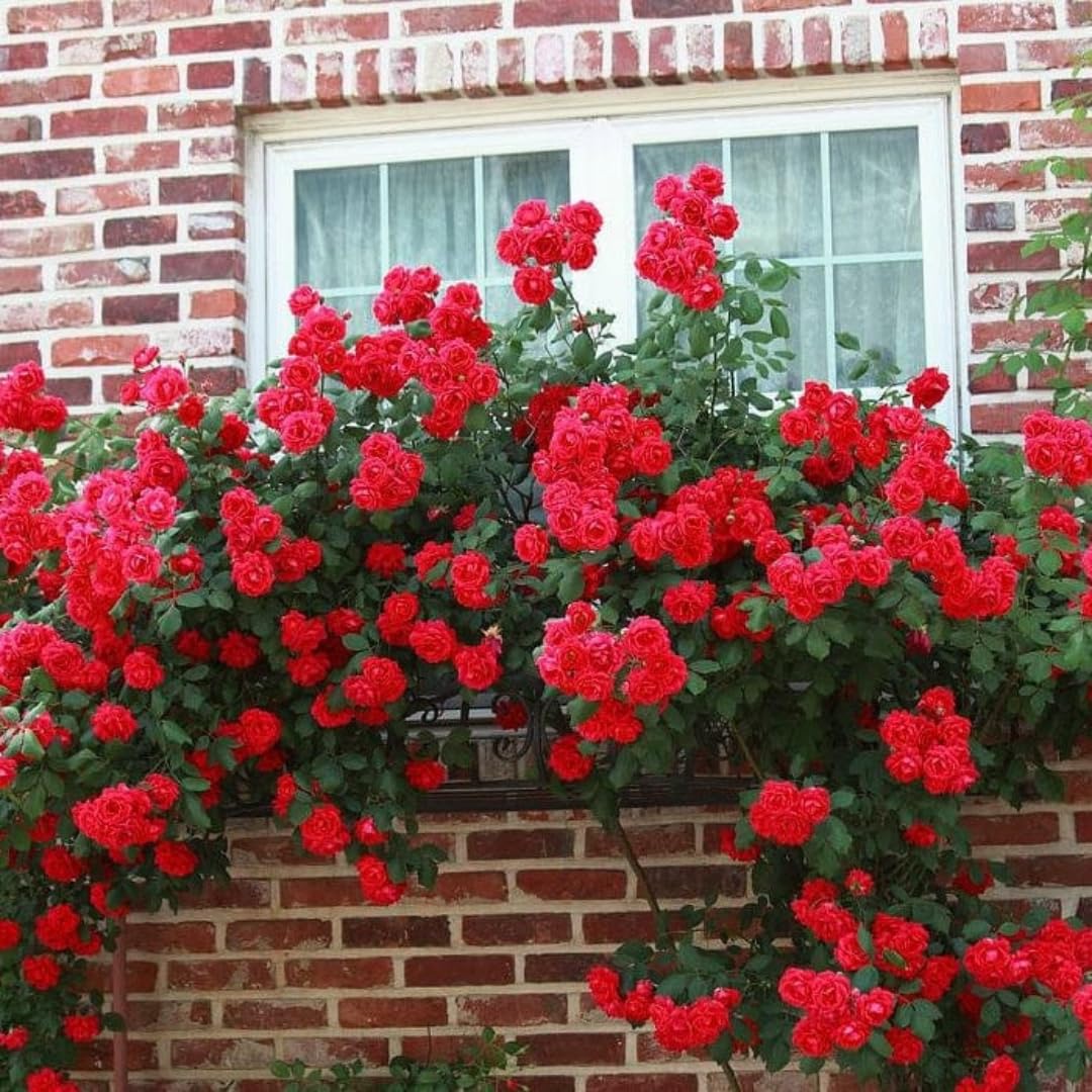 Red Climbing Rose Live Plant, Fragrant Rose Bush Ready to Plants, Zone 5 to 9, Size 3 to 5 Inches and Bare Root