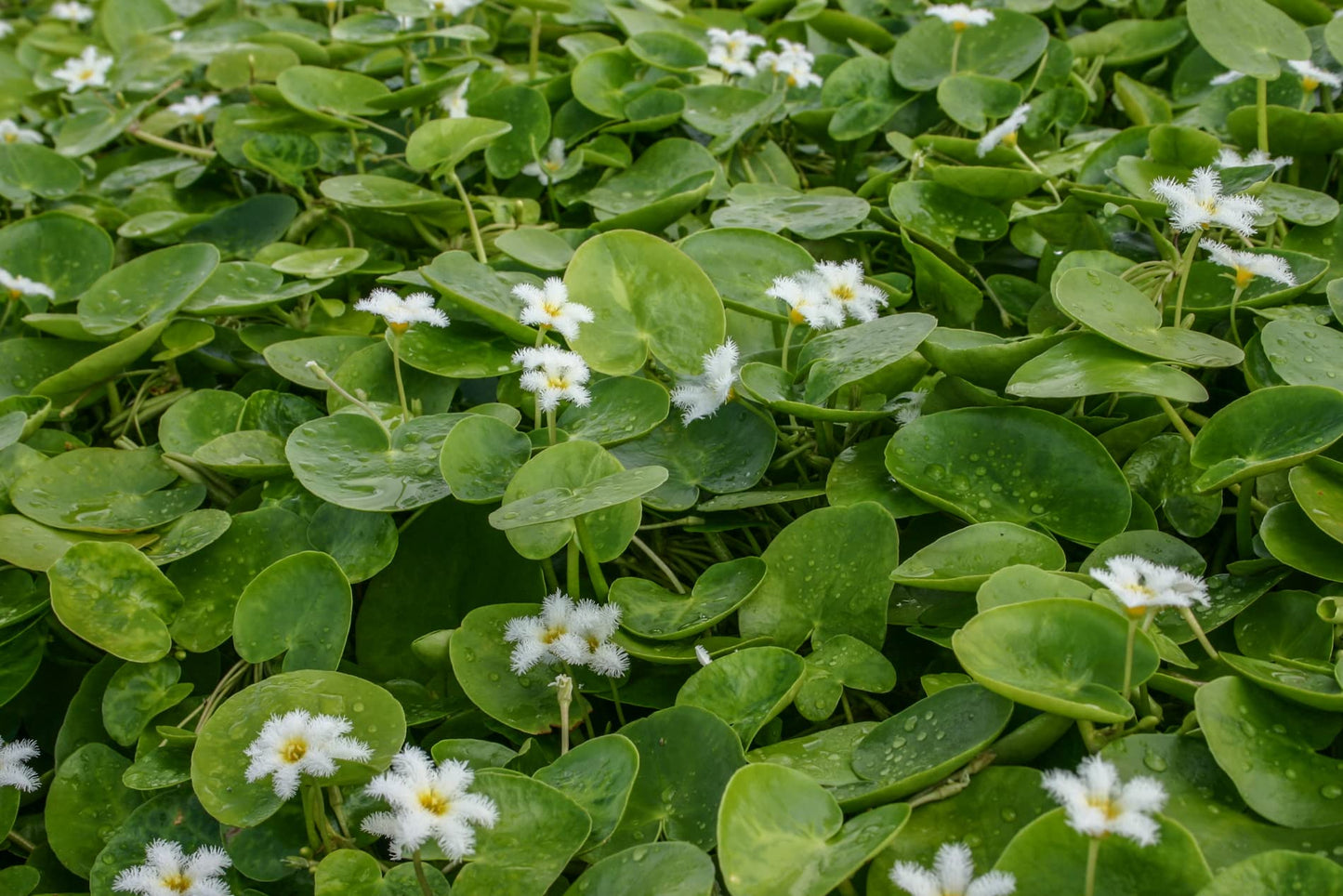 Floating Plants for Water Gardens and Ponds (Water Snowflake)