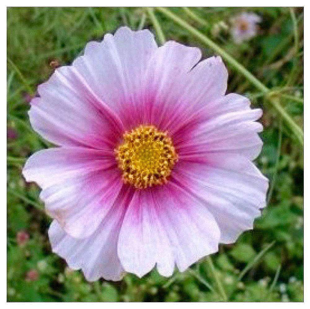 Gold Crest Cosmos - Long Blooming Season - 2 to 3 Feet Tall