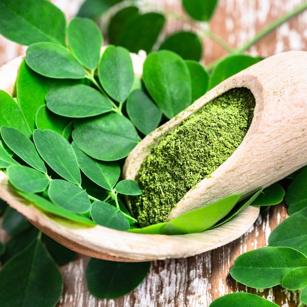 2 Moringa Tree Live Plant Per Pot, 4-7" Tall, Moringa Oleifera Plant, Tropical Herbal Plants for Growing Outdoor