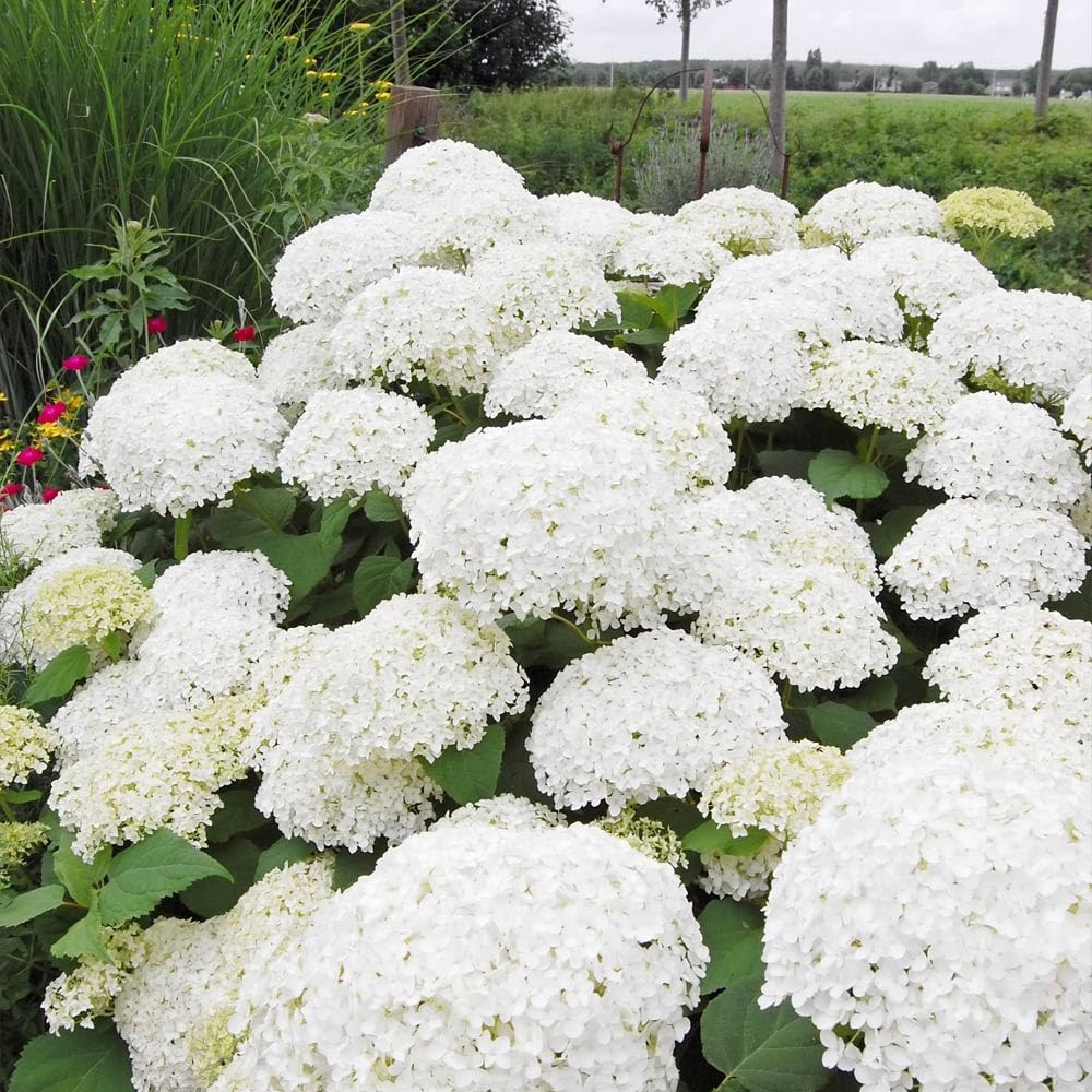 Brighter Blooms - Annabelle Hydrangea Shrub, 1 Quart - No Shipping to AK, AZ, HI