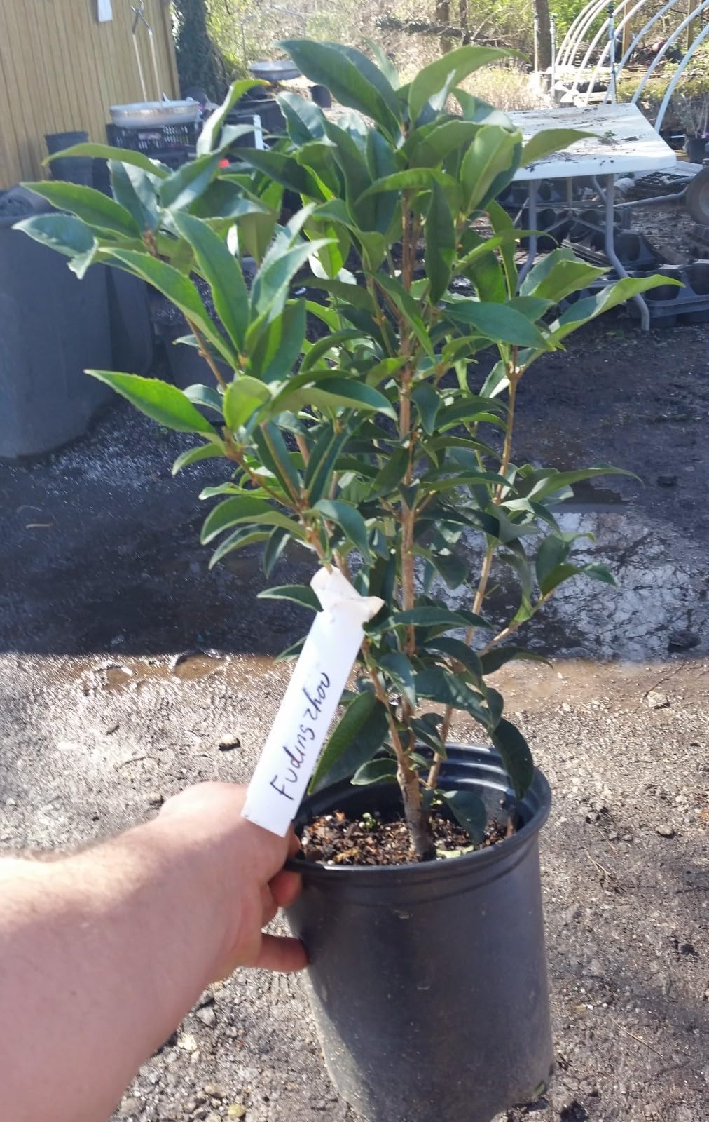 Live Plant - Fudingzhu Fragrant Tea Olive (Osmanthus) - Live Plant - (2.5 Qt)