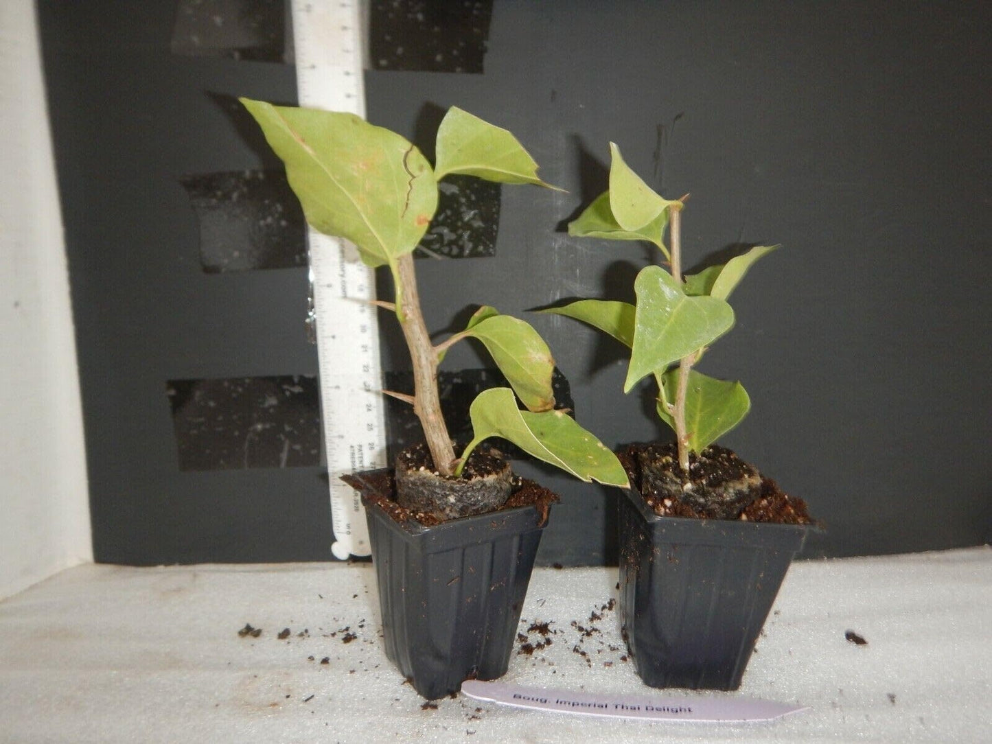 Live Plant - Afterglow Bougainvillea Small Well Rooted Starter Plant