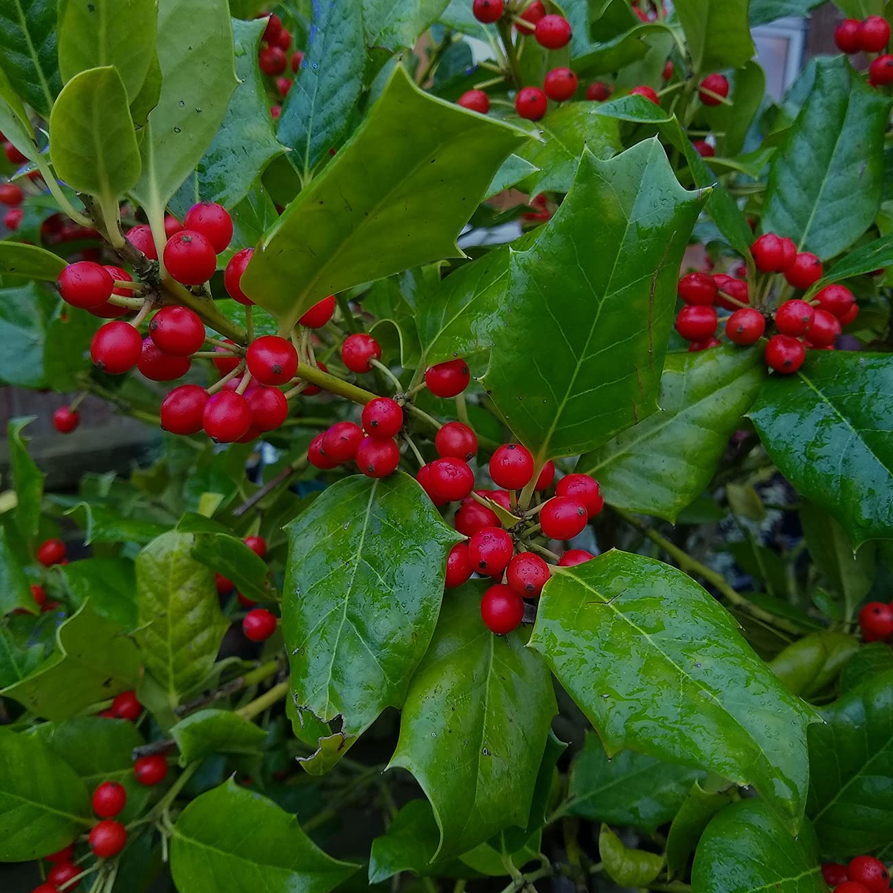 PERFECT PLANTS Nellie Stevens Holly 1 Gal. Pot | Fast Growing Privacy Evergreen| Easy to Maintain, Glossy Green Foliage