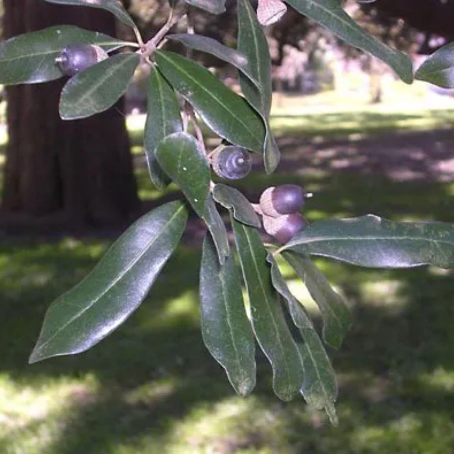 Southern Live Oak, Shade Tree, 7 gal. Nursery Pot (Due to Agricultural Laws, we Cannot Ship to CA, AZ, AK, or HI)