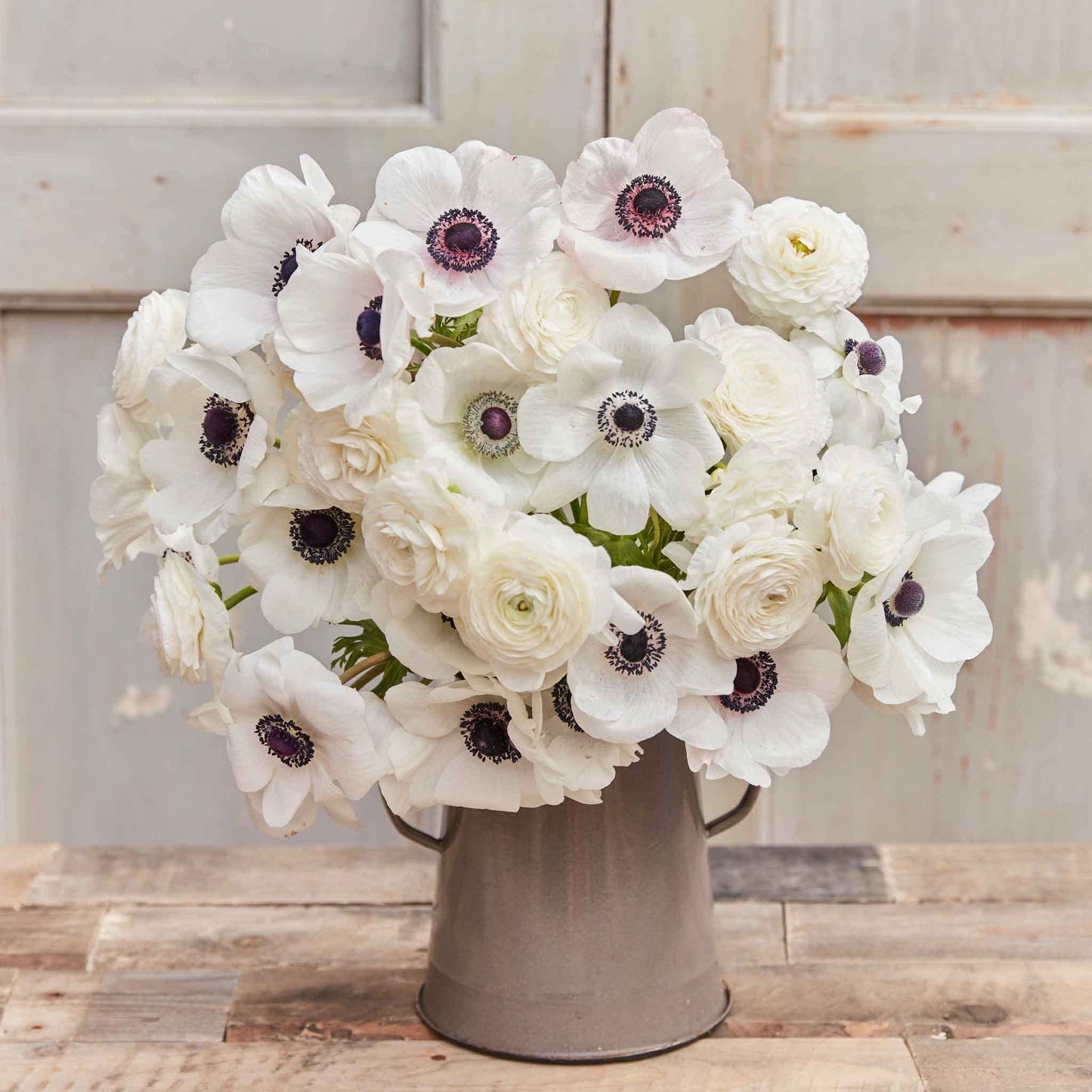 Eden Brothers Anemone & Ranunculus Bulbs - Moonlight Mix
