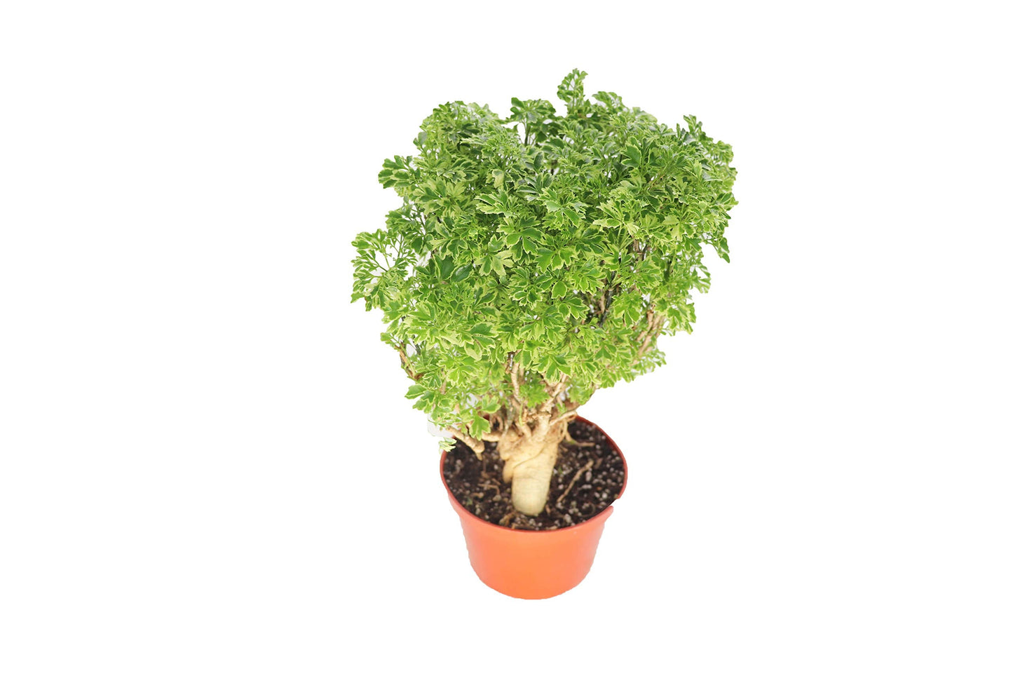 Variegated Ming Aralia - 6'' from California Tropicals