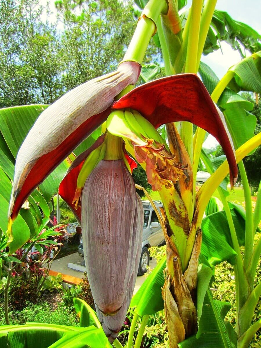 Live Plant - Musa - 'Gran Nain' - Banana Tree - Live Plant