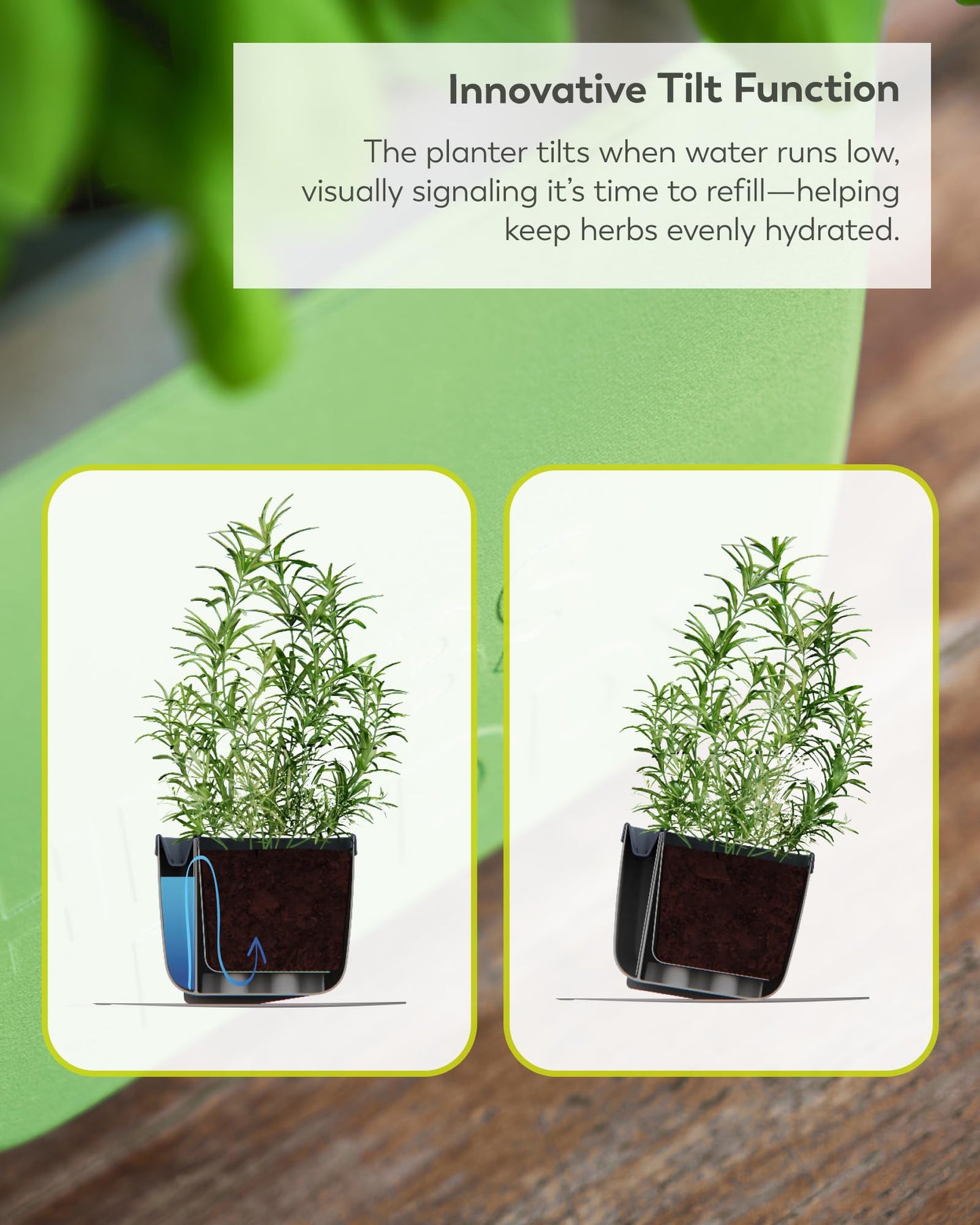 BUZZY Seeds Herb Buddy Self-Watering Herb Planter with Water Level Indicator – Indoor Kitchen & Windowsill Planter (Grey)