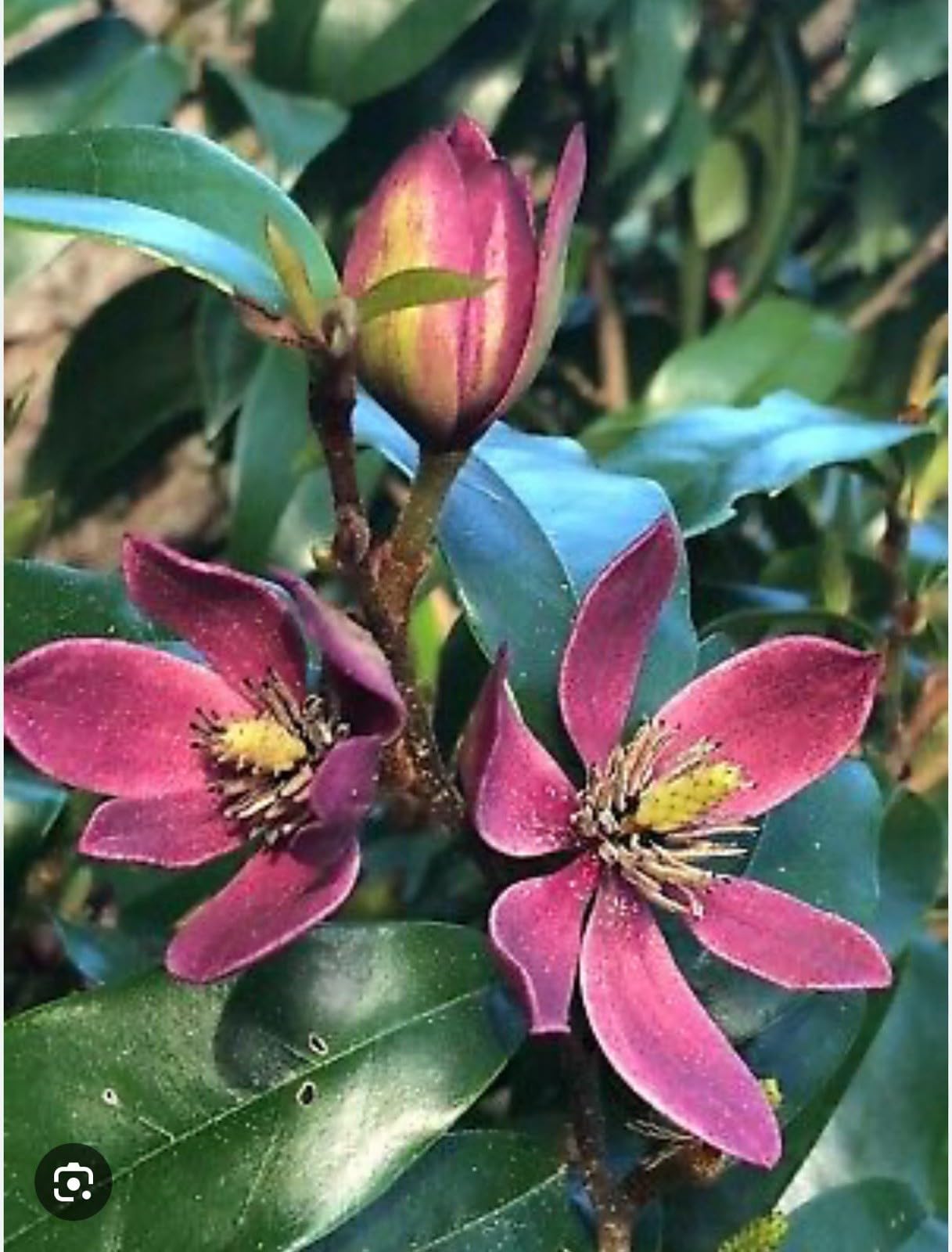 Live Plant - Stellar RubyMagnolia Hybrid TreeSMALL Starter Plant-Ruby Banana Scented Blooms