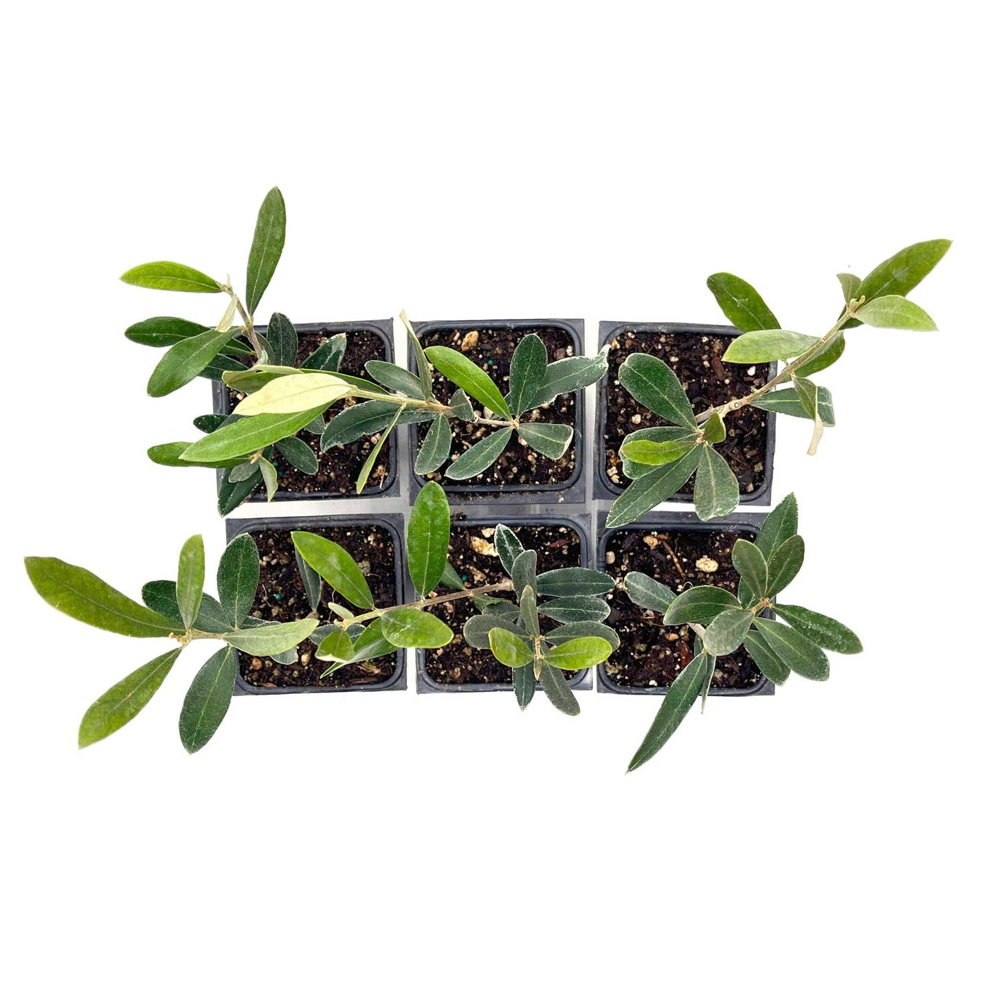 6 Mission Olive Tree Saplings – Edible Fruiting Evergreen Tree for Patio, Container, Indoor & Outdoor Growing, Mediterranean Culinary Olive (Olea europaea ‘Mission’) in 3.5″ Cubes, Live Plants