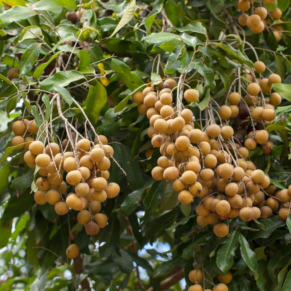 Live Longan Tree, Longan Fruit Plant in 4" Pot, Hardy and Sweet Tropical Fruit Tree, 6 to 8 Inches Height