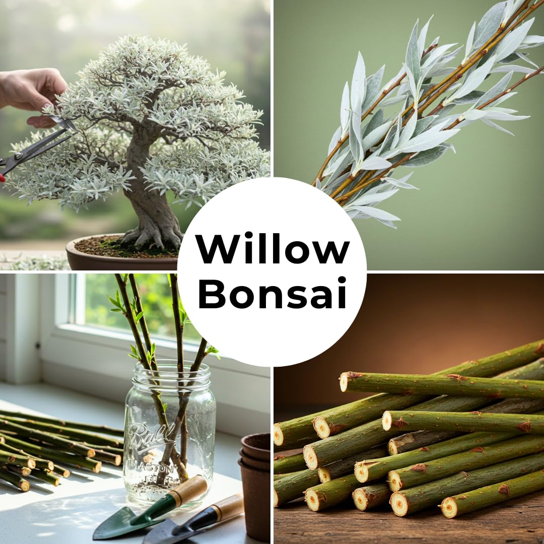 Live Dwarf White Willow Bonsai Tree - Stunning Silvery-Green Leaves - Fast Growing, Indoor/Outdoor Bonsai Material - Easy-to-Root & Bloom - Unique Zero Waste Living Gift for Plant Lovers