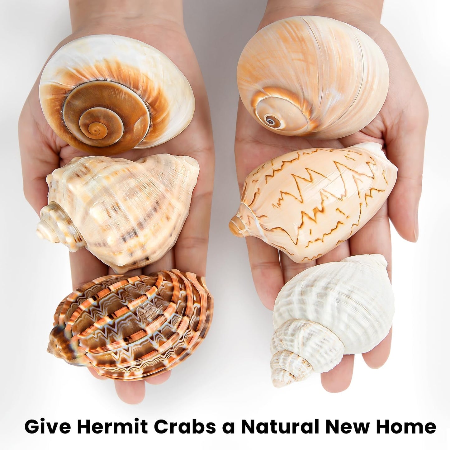 6PCS Large Hermit Crab Shells | Natural Sea Conch Size 3" - 3.5", Opening Size 1.5" - 2.5" | Turbo Seashells for Hermit Crab Supplies and Beach Decoration Large Sea Shell