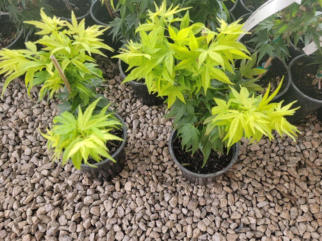 Mikawa Yatsubusa Dwarf Japanese Maple - Live Plant - (2.5 QT)