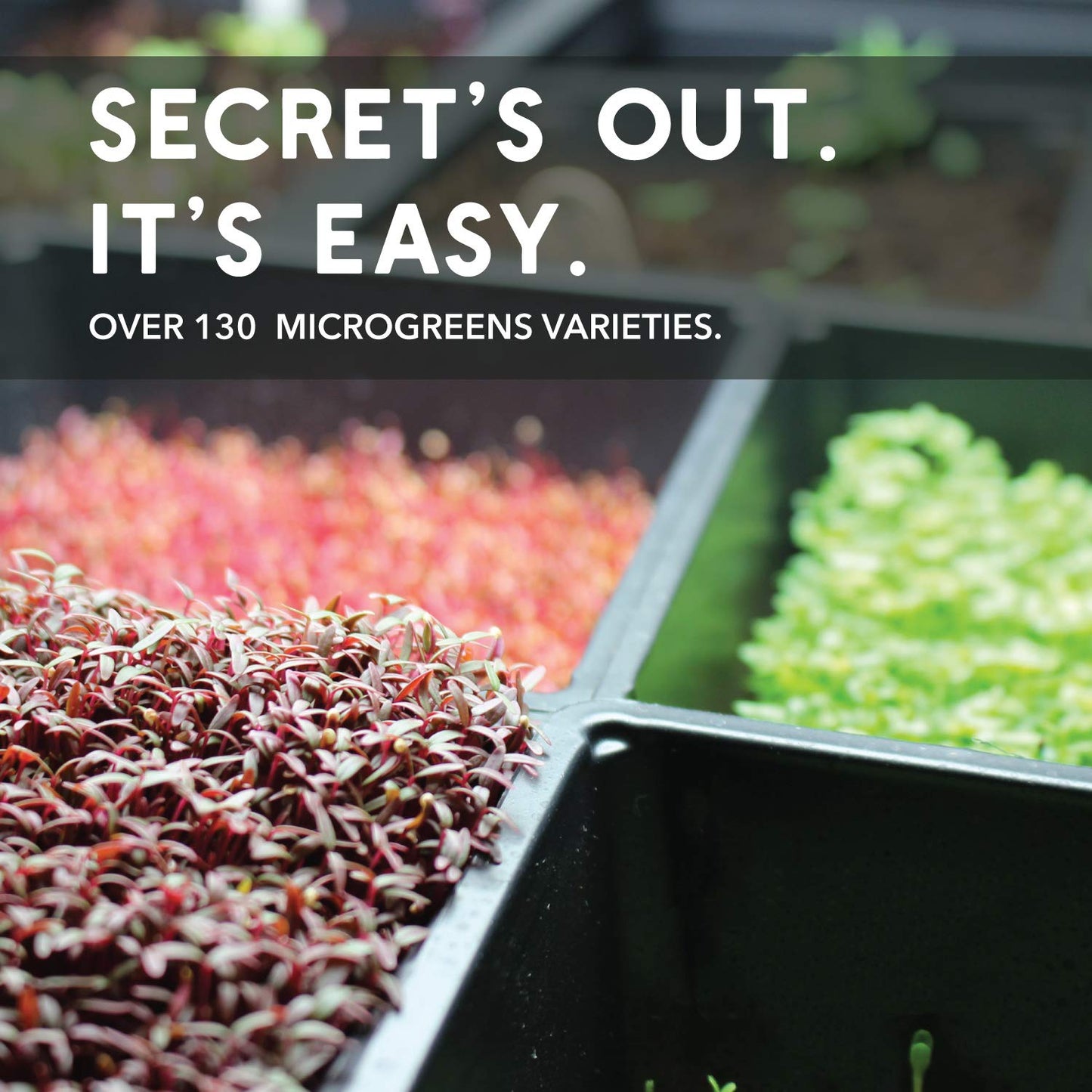Red Cabbage Microgreens Seeds - 1 Lb ~108,800 Seeds - High Germination, Premium Non-GMO Seed for Growing Red Cabbage Micro Greens