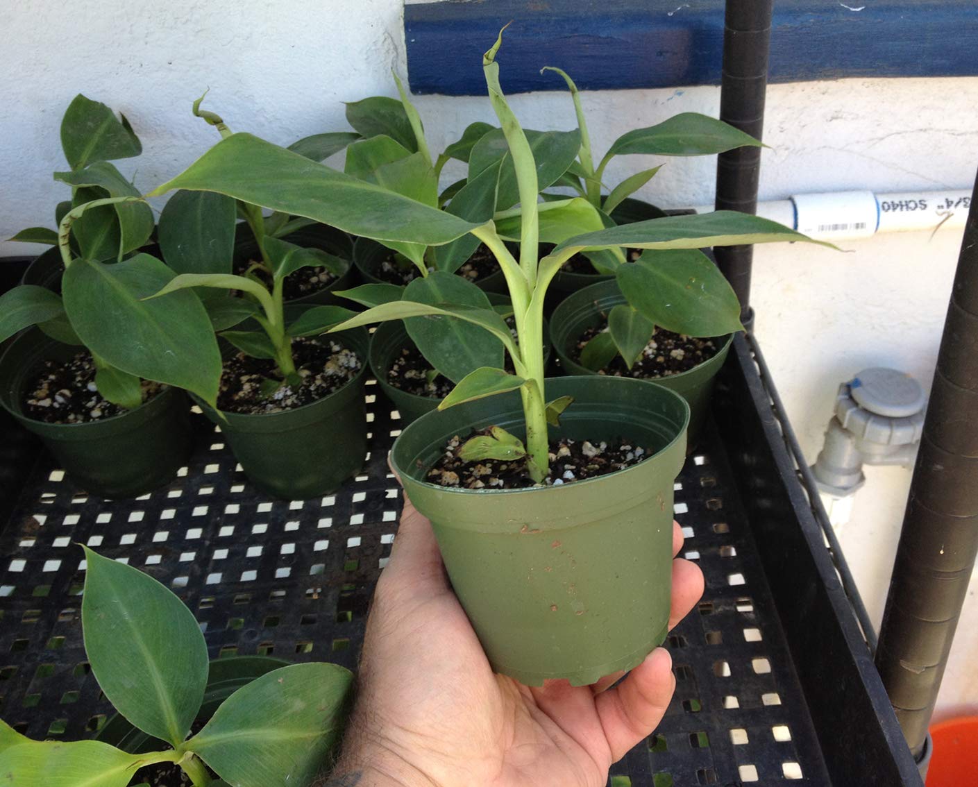 Dwarf Cavendish Banana Plant - Live Banana Plant - Dwarf Banana Plant