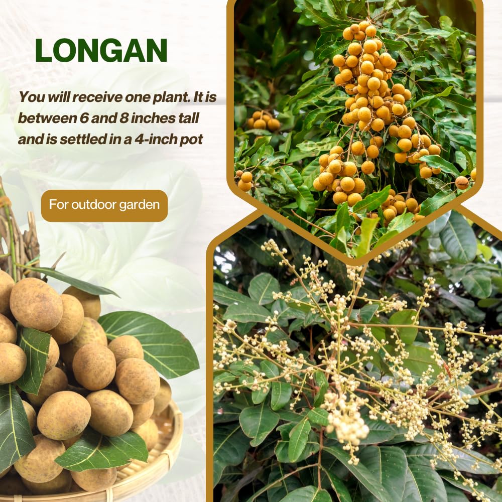 Live Longan Tree, Longan Fruit Plant in 4" Pot, Hardy and Sweet Tropical Fruit Tree, 6 to 8 Inches Height