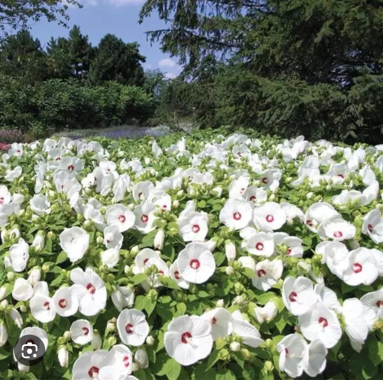Live Plant - Luna White Hibiscus moscheutos-Small Rooted Starter Plant-Huge 8-10” Blooms