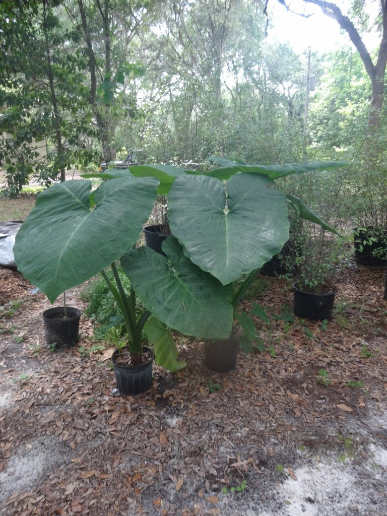 Mary’s Giant Colocasia - Elephant Ear - Taro – One Gallon Plant
