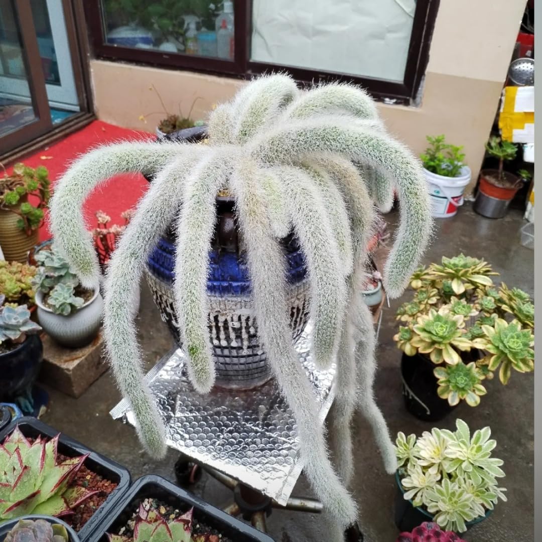 Trailing Monkey Tail Cactus Live Plant, Monkeys Tails Cactus for Hanging Basket, Size Starter in 2" Pot, Rare Succulent for Planting