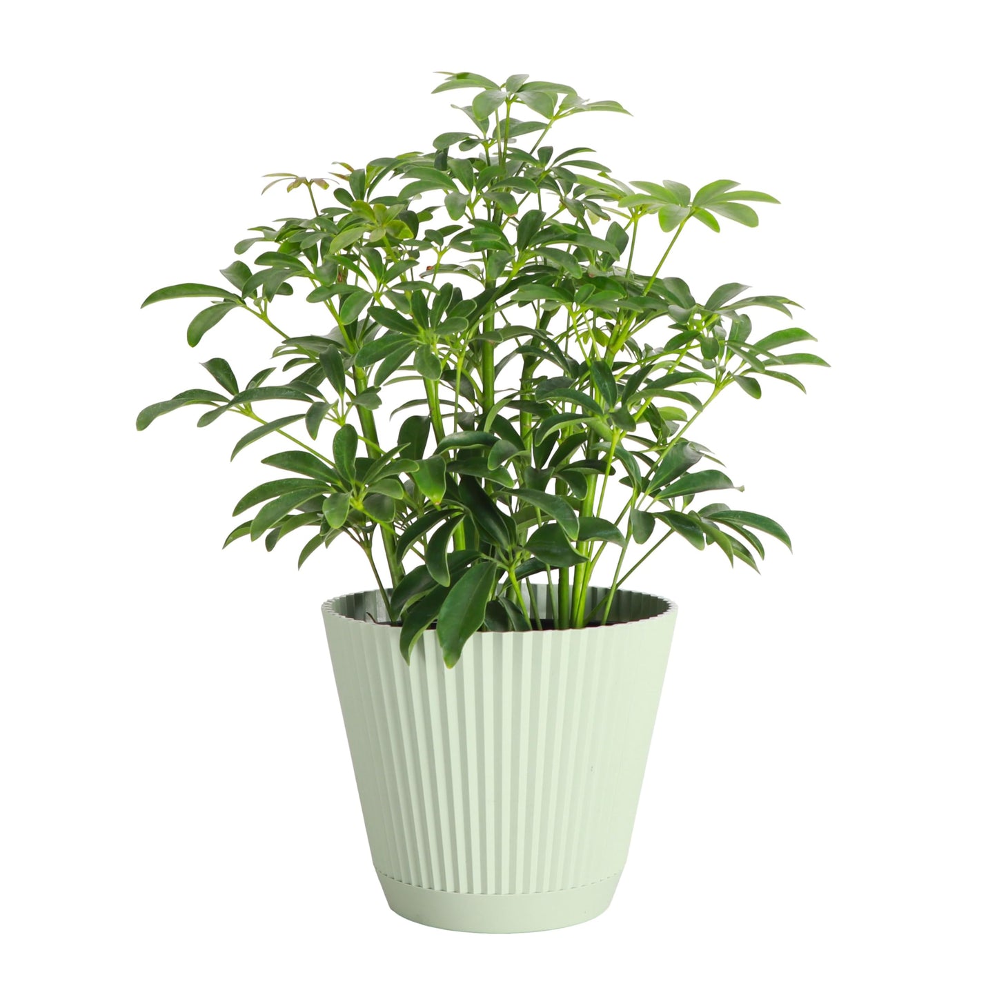 Thorsen's Greenhouse Live Arboricola Umbrella Tree Plant, Schefflera Arboricola, Natural Air Purifier, Easy to Grow, Live Indoor Houseplant, 6-inch Diameter (Sage (6" Pot))