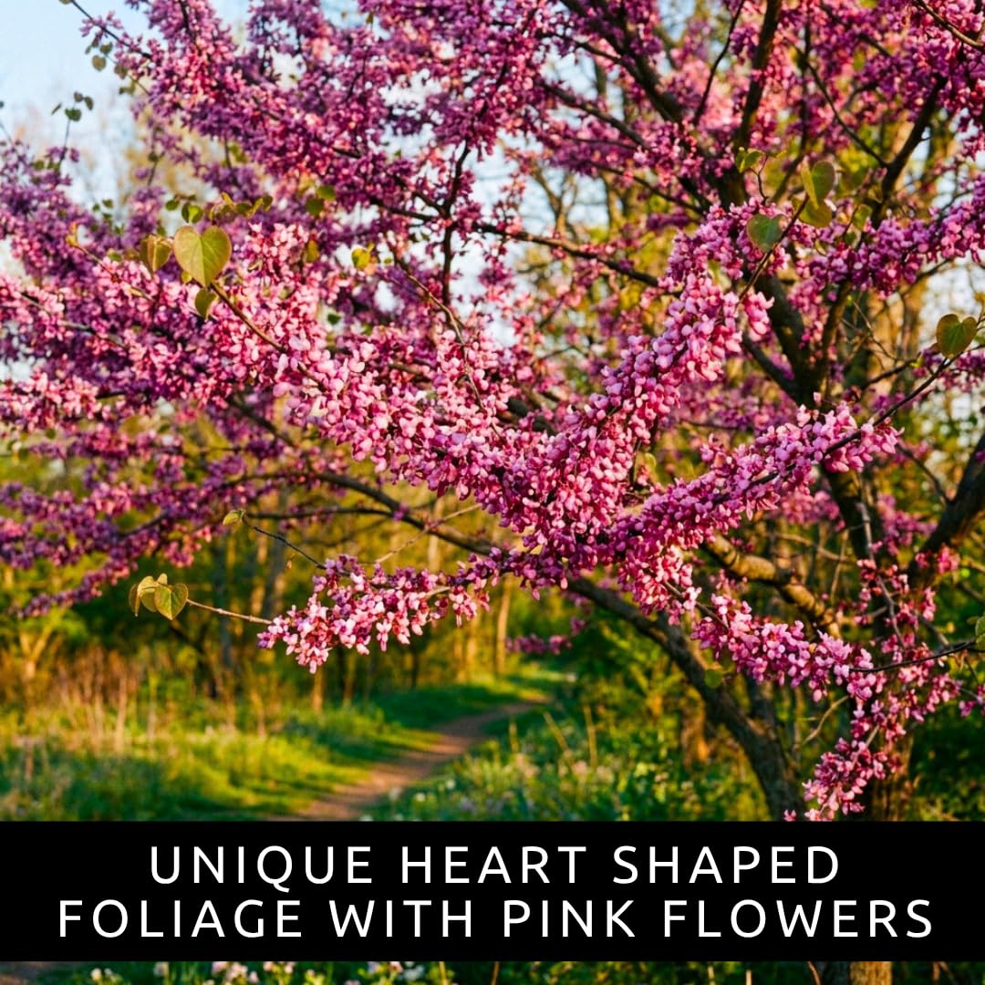 3 Eastern Redbud Tree (Cercis Canadensis) Live Plant – Brilliant Pink Spring Blooms, Hardy Ornamental Flowering Tree, Perfect for Landscapes, Yards & Gardens (3 Live Trees)