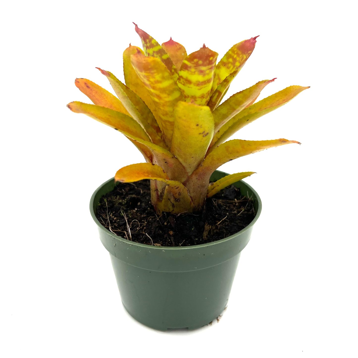 ragnaroc Live Plants – Bromeliad Neoregelia Clementine, 4-8" in 4" Pot - 1ct - Live Arrival Guaranteed - House Plants for Home Decor & Gift