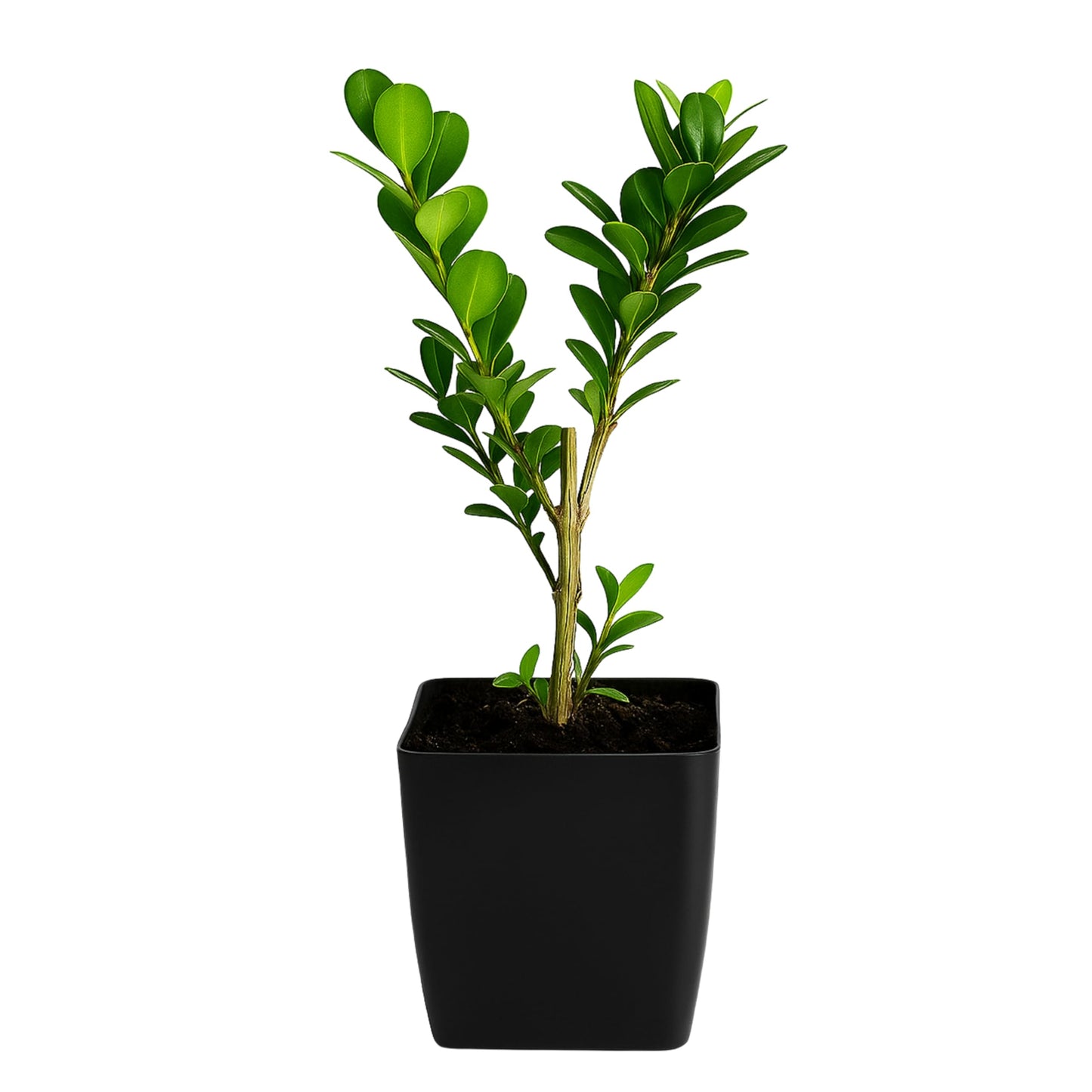 MyShelfie - Bonsai Starter Tree Plant Gift, Japanese Boxwood Topiary Evergreen Shrub Hedge, 2 in Pot