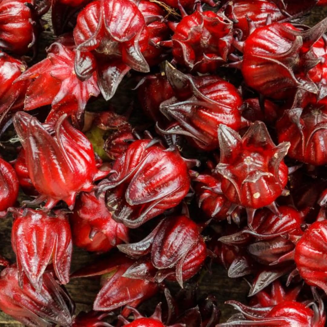 Pack of 4 Live Cranberry Hibiscus Plants, 4–6 Inches Tall, Flowering Plants for Indoor and Outdoor Planting