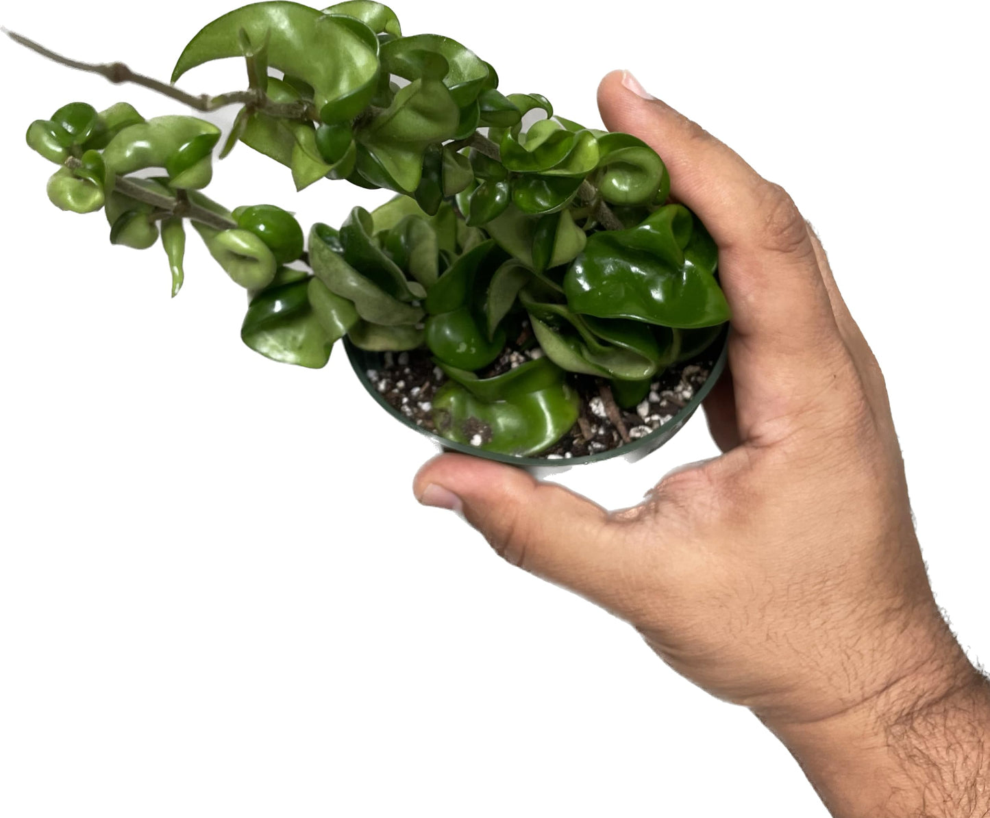 Hoya Compacta aka Hoya Hindu Rope Available in 2", 4", and 6" Pot Live Hoya Plant Air-Purifying Plant (Hoya Compacta, 4" Pot with 2 Plants, Very Short Right Now)