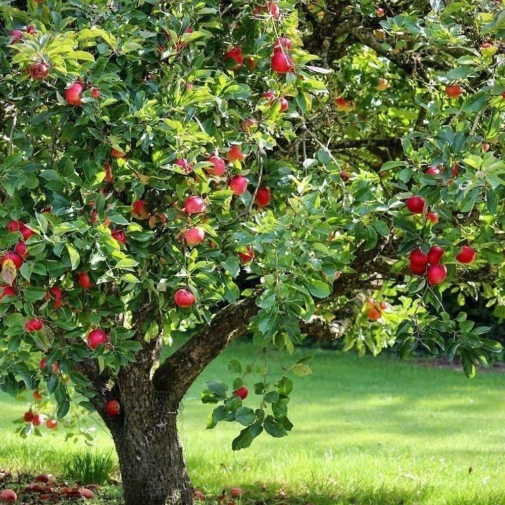 Red Apple Trees Live Plants 3-4 Feet Tall, Sweet Apple Fruit Plants Live 3 Gallon Pot, Hardy Fruit Trees for Planting, No Ship to CA