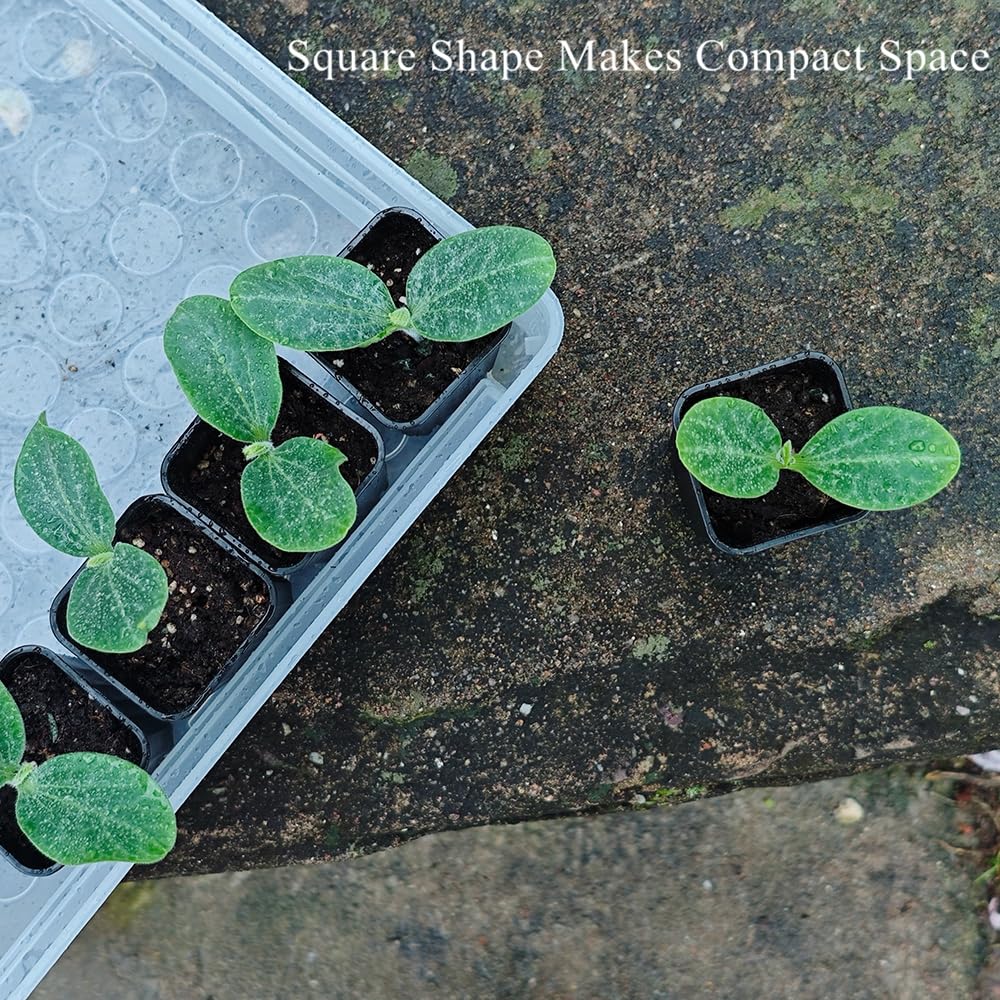 BangQiao 60 Pack 1.95 Inch Tiny Black Plastic Square Nursery and Seedling Pot, Mini Deep Transplant Seed Starter Planter with Drain Hole for Germination, Herb, Succulent