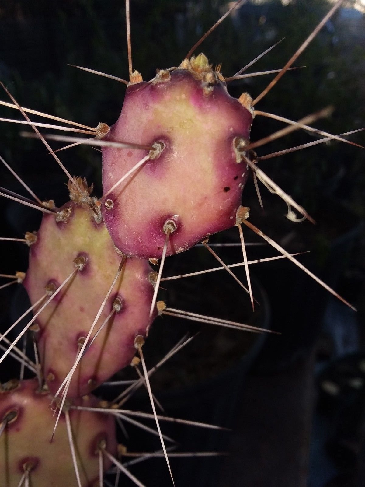 1 Cutting,"Mini" Opuntia macrocentra, Purple & Green, Small Prickly pear Cactus