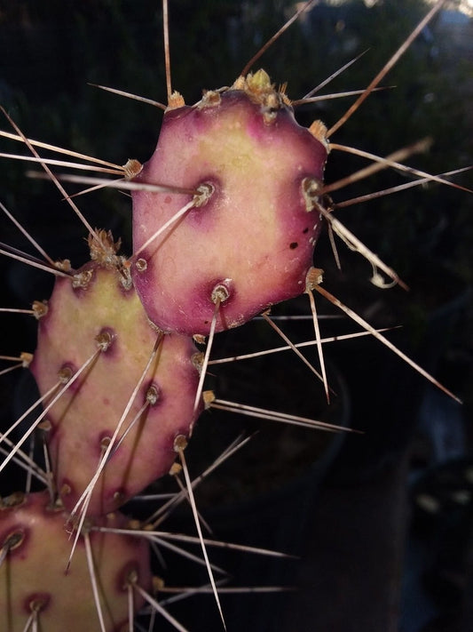 1 Cutting,"Mini" Opuntia macrocentra, Purple & Green, Small Prickly pear Cactus