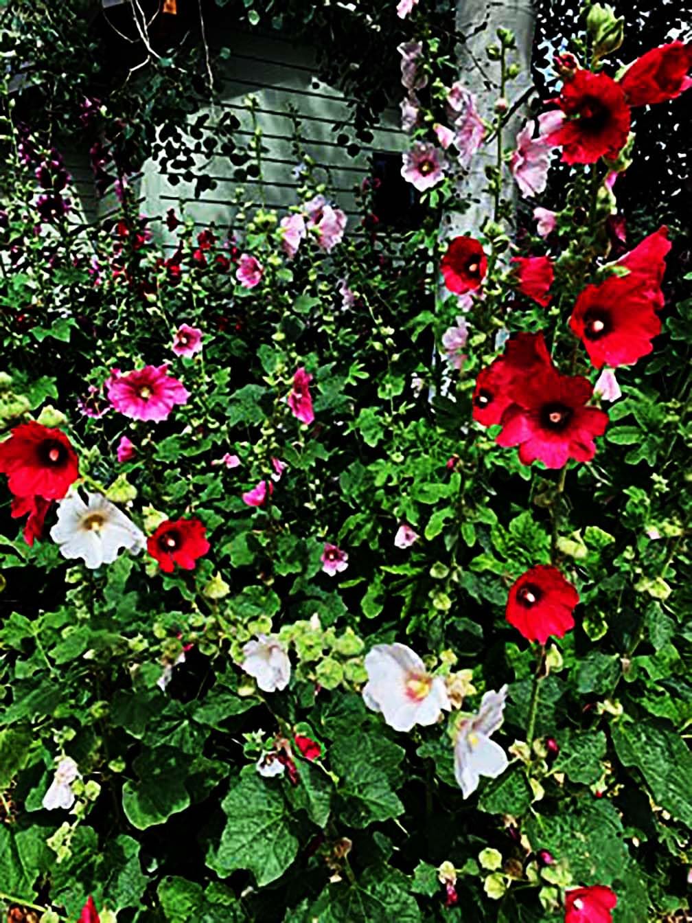 Hollyhock Single Mixed Colors - 250 Seeds - Long Blooming Period in All Zones