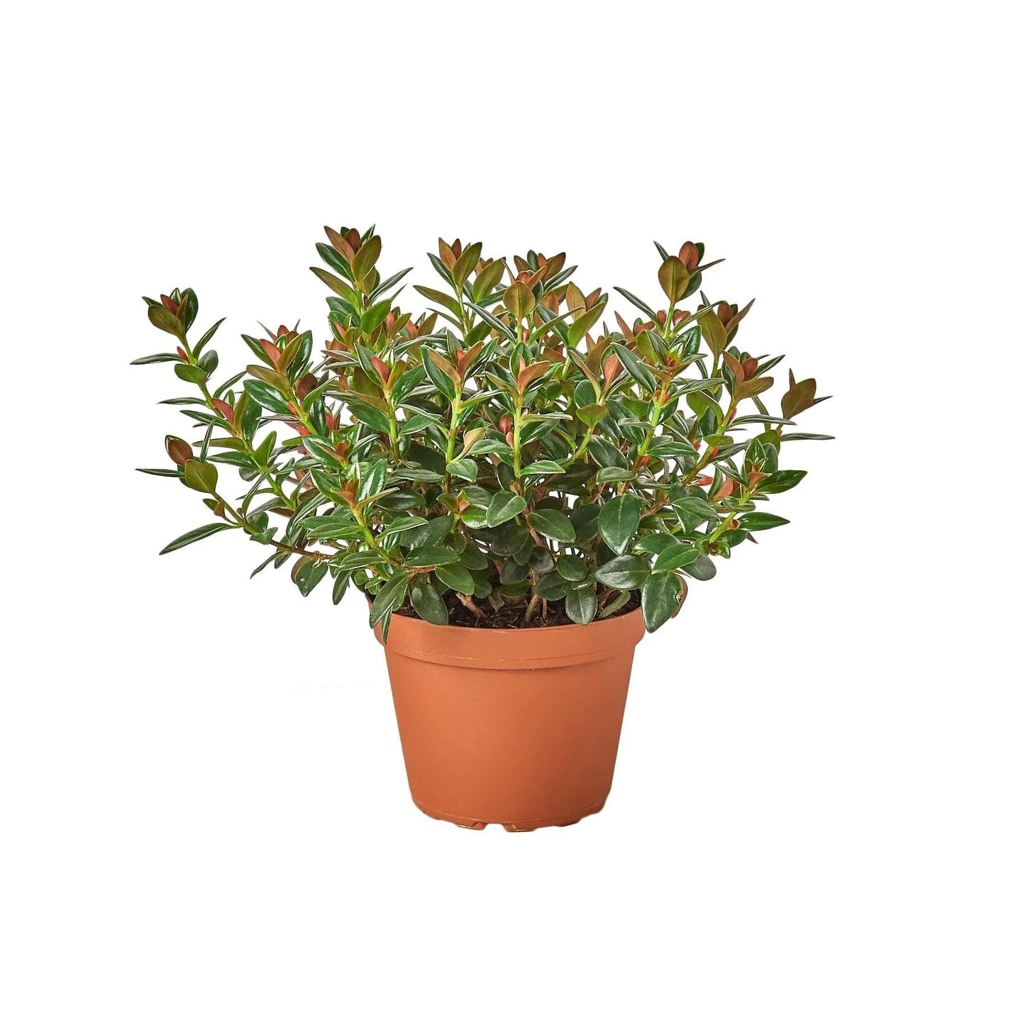 Nematanthus 'Black Gold Fish' | Live Plant for Indoor & Outdoor | for Living Room, Office, Bathroom | (4" Pot)