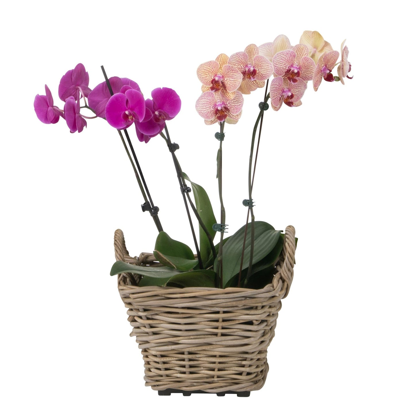 Kouboo Rectangular Rattan Planter Basket 1.25 Gallon Capacity Plastic Pot Liner with Drain Holes Included No Saucer Indoor and Outdoor Use