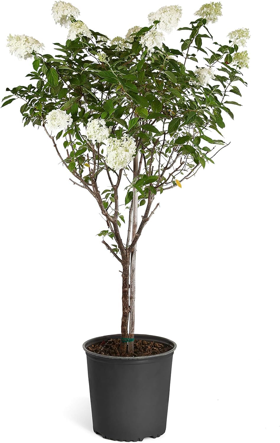 Brighter Blooms - Vanilla Strawberry Hydrangea Tree, 4-5 ft. - No Shipping to AK, AZ, HI