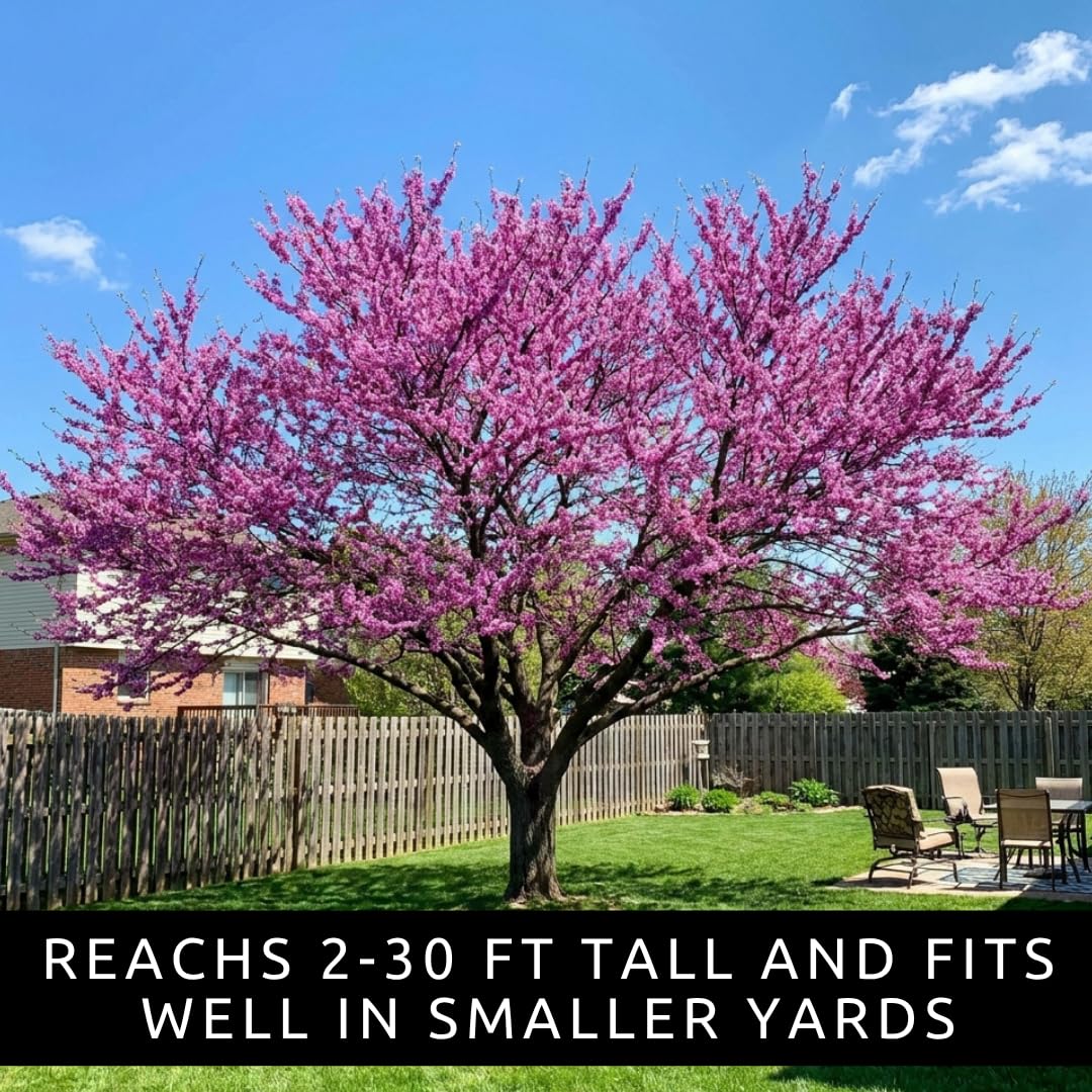 3 Eastern Redbud Tree (Cercis Canadensis) Live Plant – Brilliant Pink Spring Blooms, Hardy Ornamental Flowering Tree, Perfect for Landscapes, Yards & Gardens (3 Live Trees)