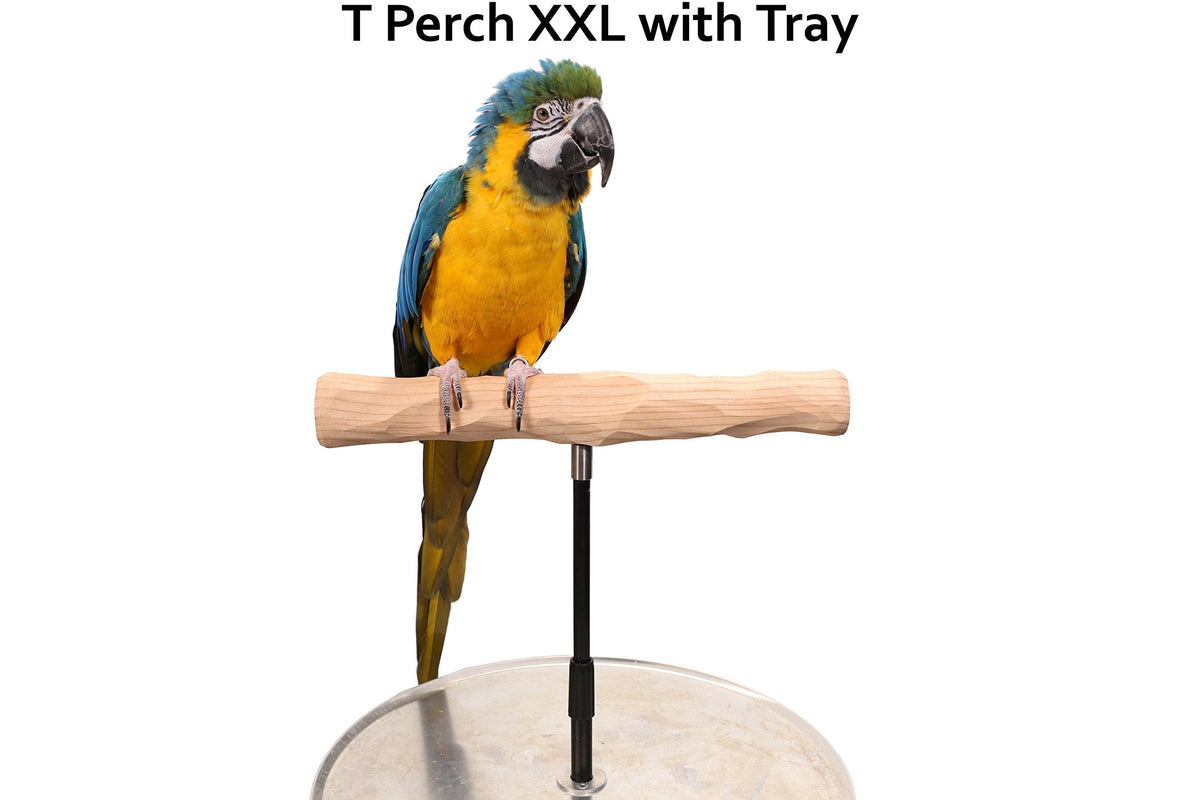 Parrot Training Perch Stand with Potty Tray (T Perch, XL)