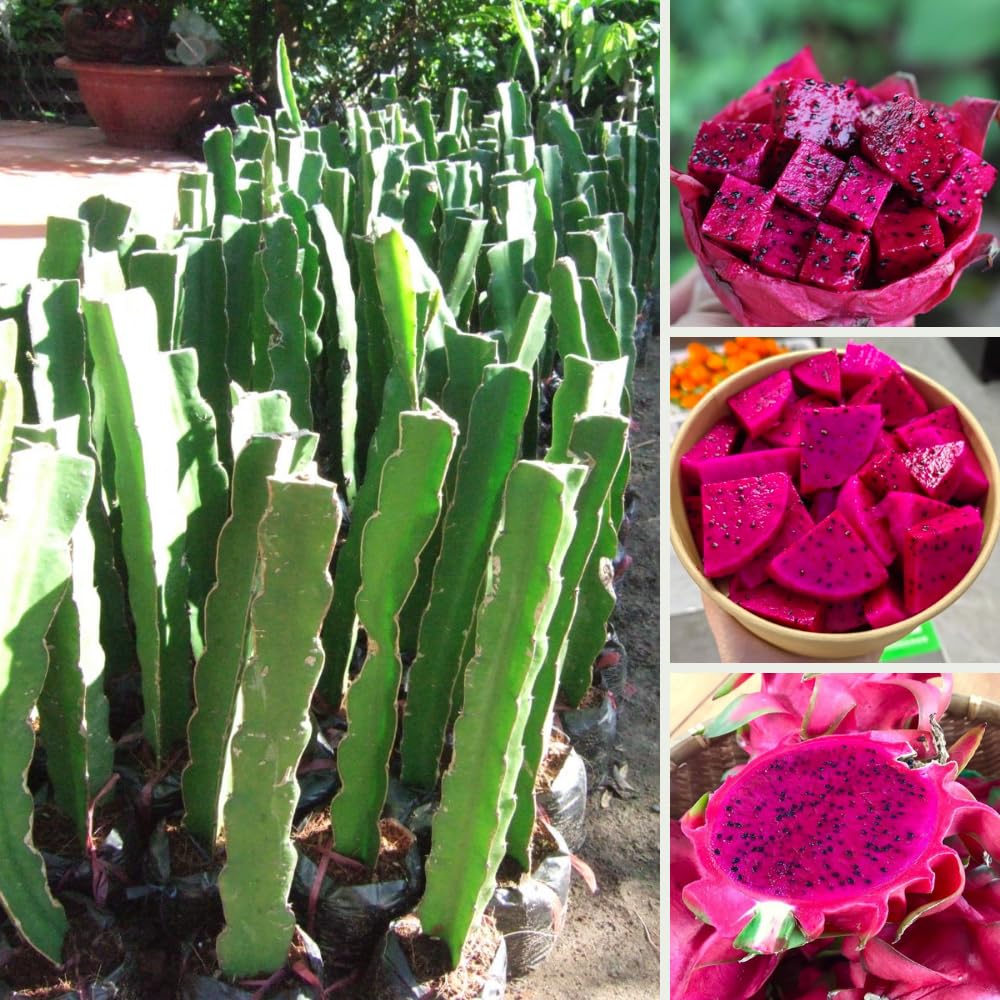 2 Baby Dragon Fruit Tree Live Plant, 4 to 7 Inc, Live Dragon Fruit Plant, Sweet Fruit Plant Outdoor Garden