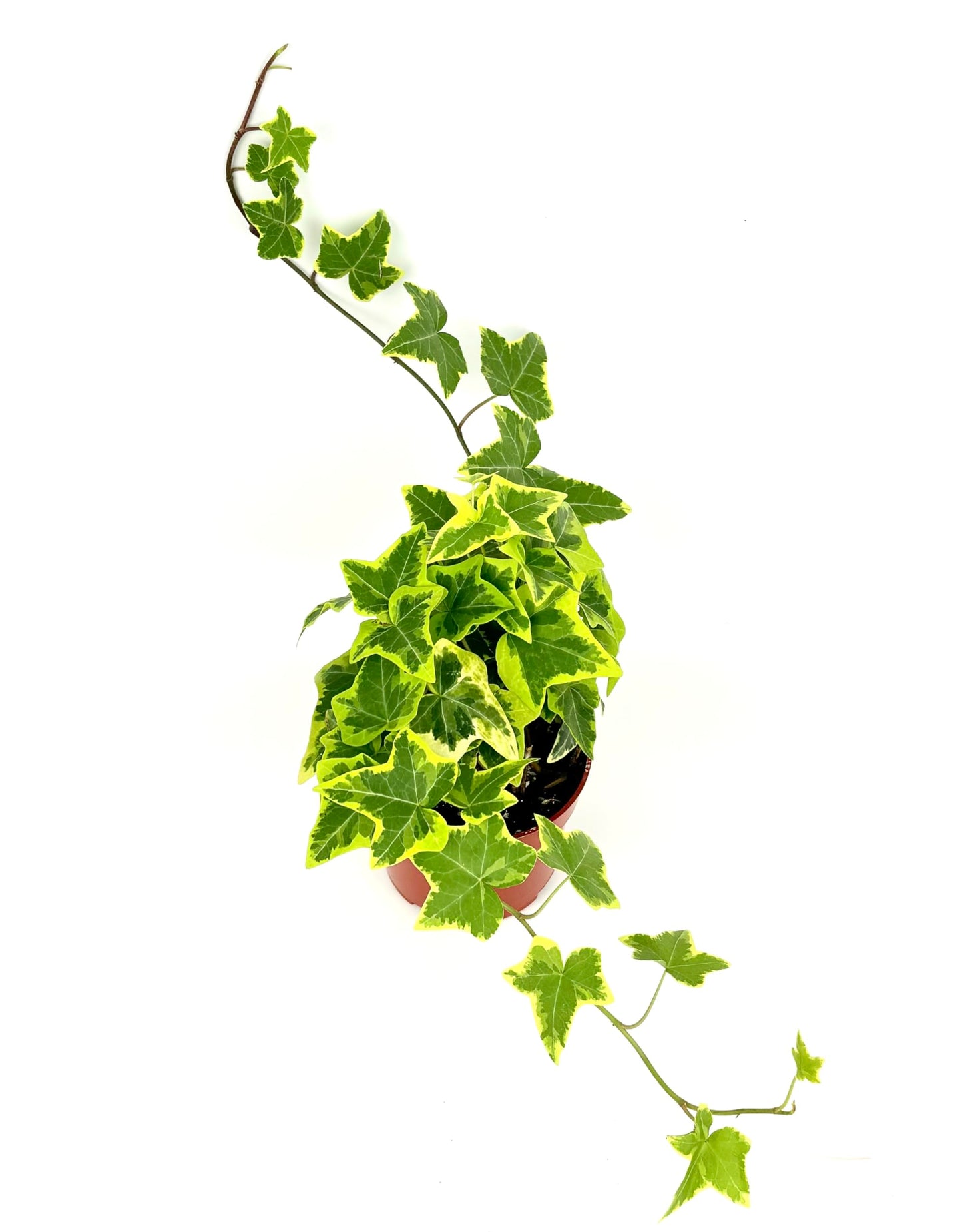 Ivy Gold Child Hedera Helix Easy Houseplants, 4" Pot