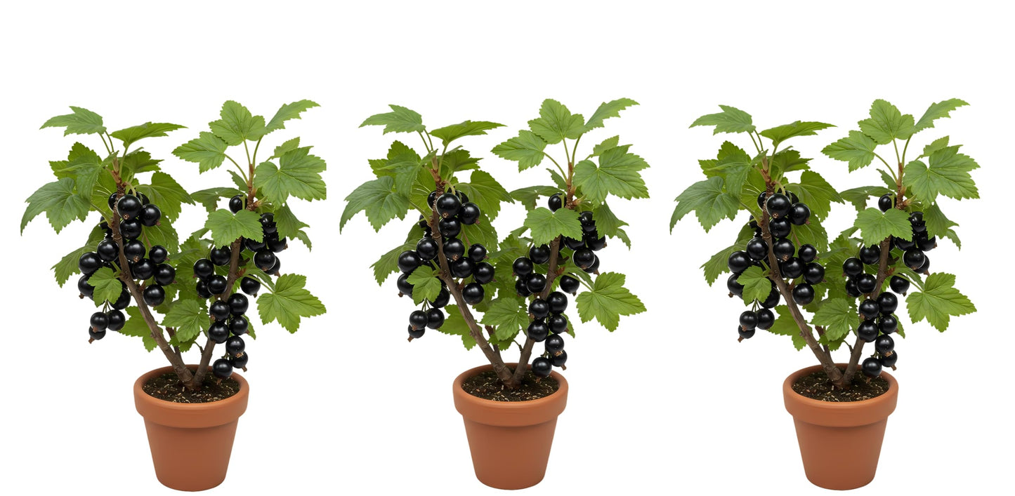 3 Black Currant Plants Live Seedlings | Edible Berry Bushes | Cold Hardy Fruit Shrubs | Outdoor Garden Planting | Backyard Landscaping (3 Seedlings)