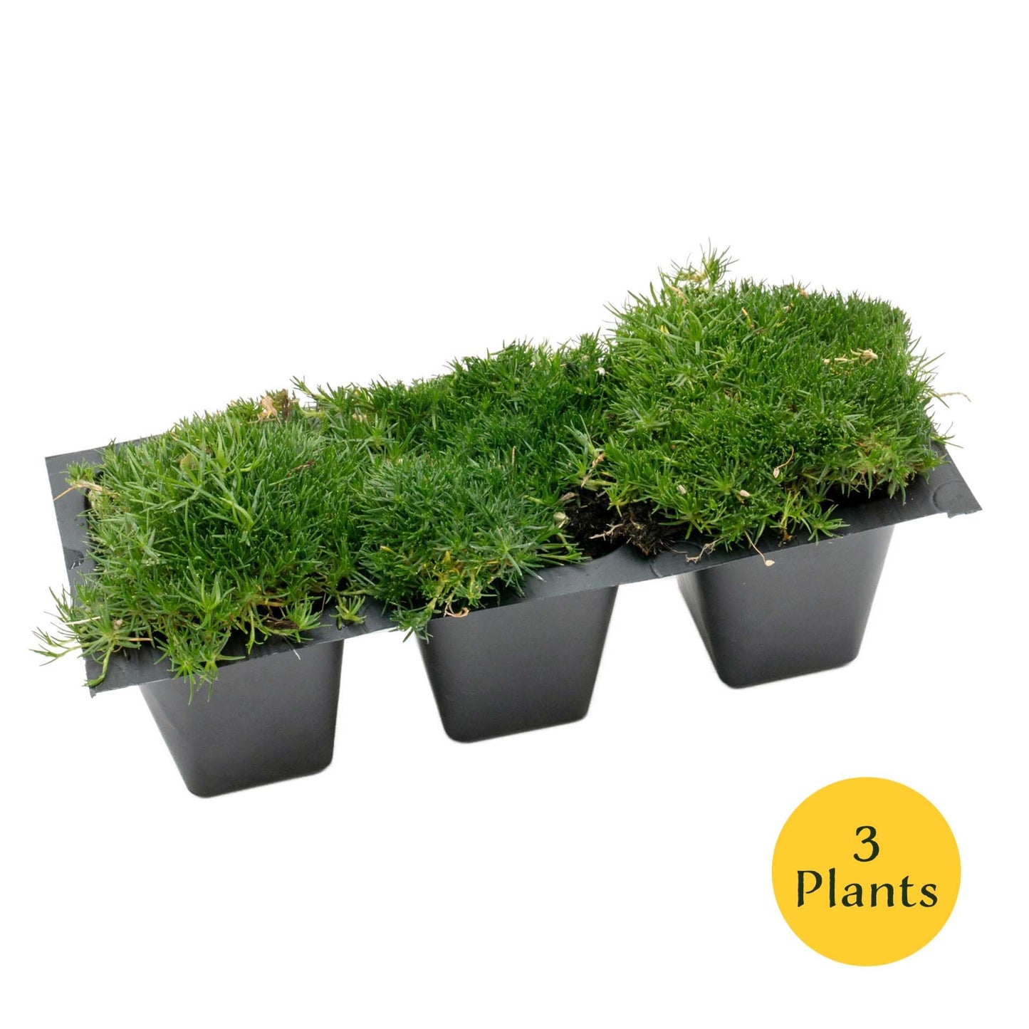 3 Irish Moss – Soft Evergreen Mossy Groundcover with White Spring Flowers for Rock Gardens & Pathways (Sagina subulata) in 2.5″ Cubes, Live Plants