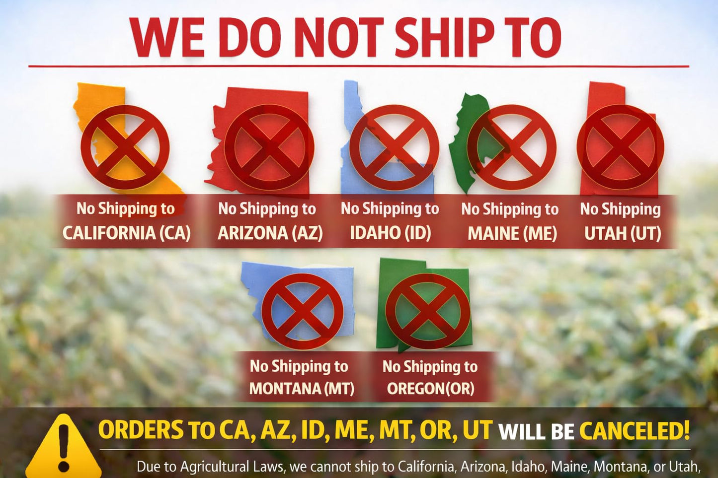 Ponderosa Pine Live Tree Plug Seedlings | 6"-12" | Arbor Day Foundation - (Due to Agricultural Laws, Unavailable to AZ, CA, ID, ME, MT or UT) (3-Pack)